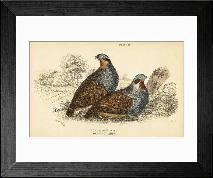 Framed Print : Grey partridge, Perdix perdix Framed Print : Grey partridge, Perdix perdix