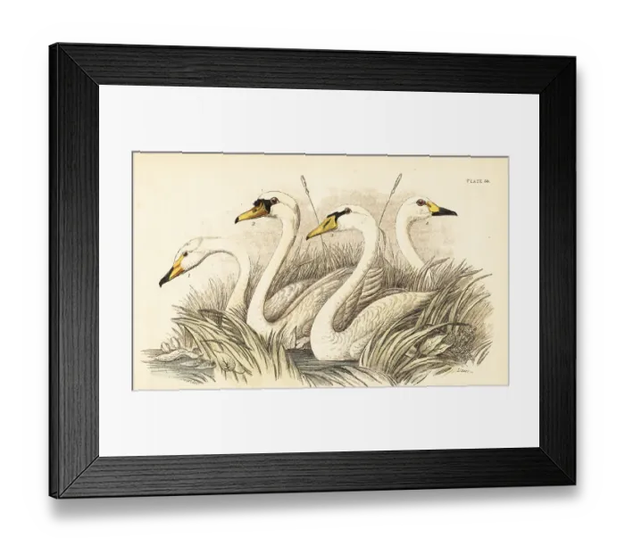 Framed Print : Whooper swan, mute swan, Bewick's swan Framed Print : Whooper swan, mute swan, Bewick's swan
