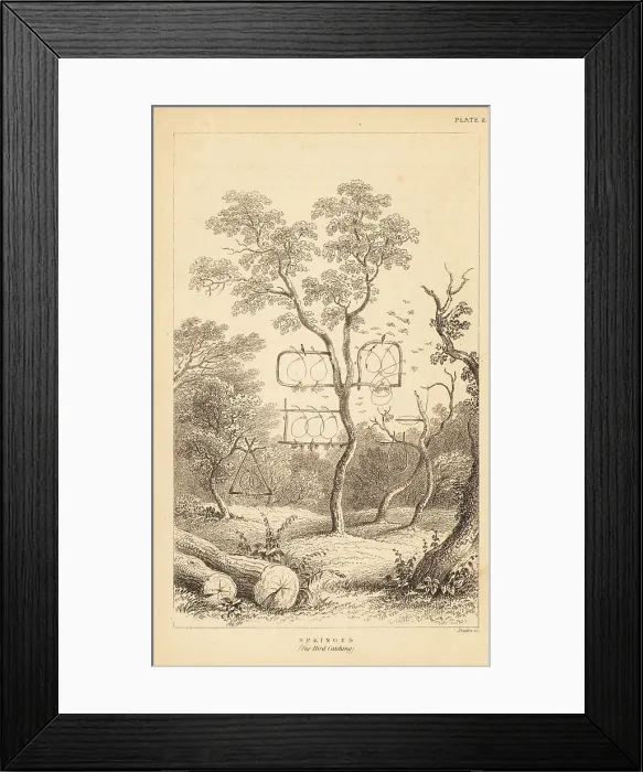 Framed Print : Varieties of wire traps for bird catching Framed Print : Varieties of wire traps for bird catching