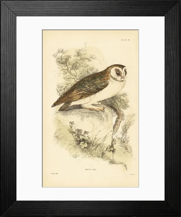 Framed Print : White owl or barn owl, Tyto alba, perched on a rock Framed Print : White owl or barn owl, Tyto alba, perched on a rock