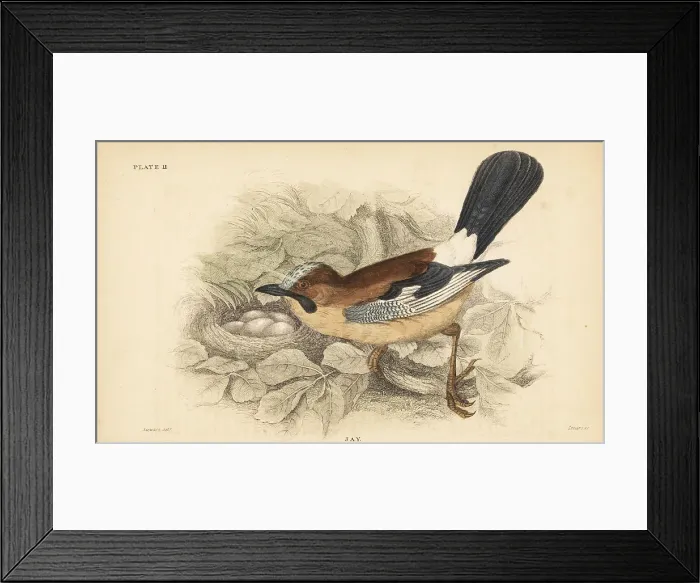 Framed Print : Eurasian jay, Garrulus glandarius, with nest and eggs Framed Print : Eurasian jay, Garrulus glandarius, with nest and eggs