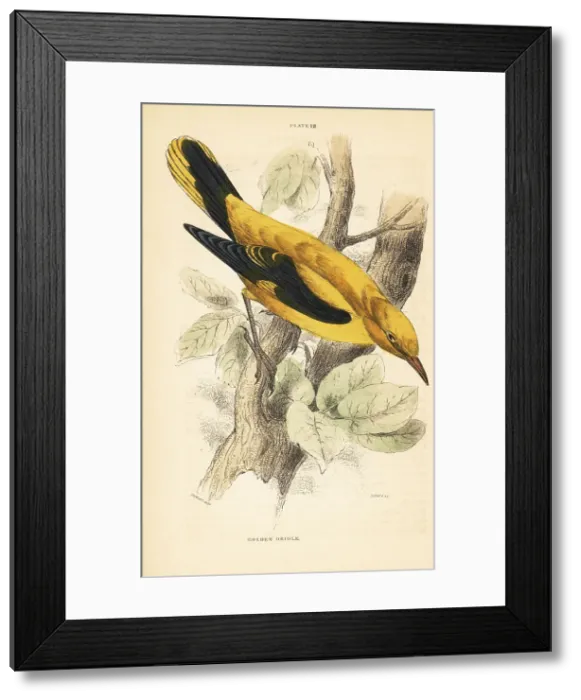 Framed Print : Golden oriole, Oriolus oriolus, perched on a branch Framed Print : Golden oriole, Oriolus oriolus, perched on a branch