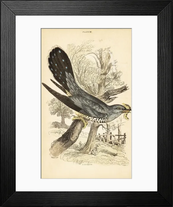 Framed Print : Cuckoo, Cuculus canorus, with a caterpillar in its beak Framed Print : Cuckoo, Cuculus canorus, with a caterpillar in its beak
