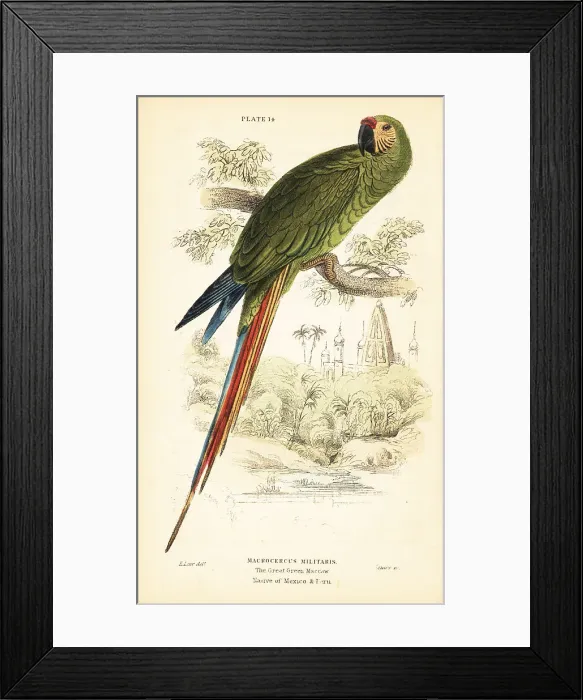 Framed Print : Military macaw, Ara militaris Framed Print : Military macaw, Ara militaris