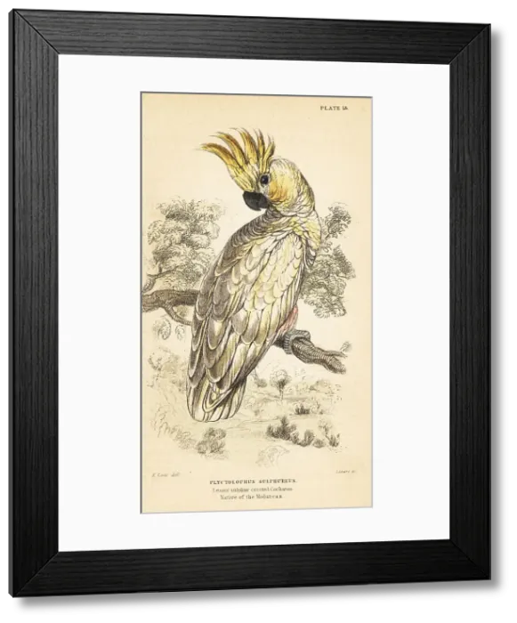Framed Print : Yellow-crested cockatoo, Cacatua sulphurea. Critically endangere Framed Print : Yellow-crested cockatoo, Cacatua sulphurea. Critically endangere