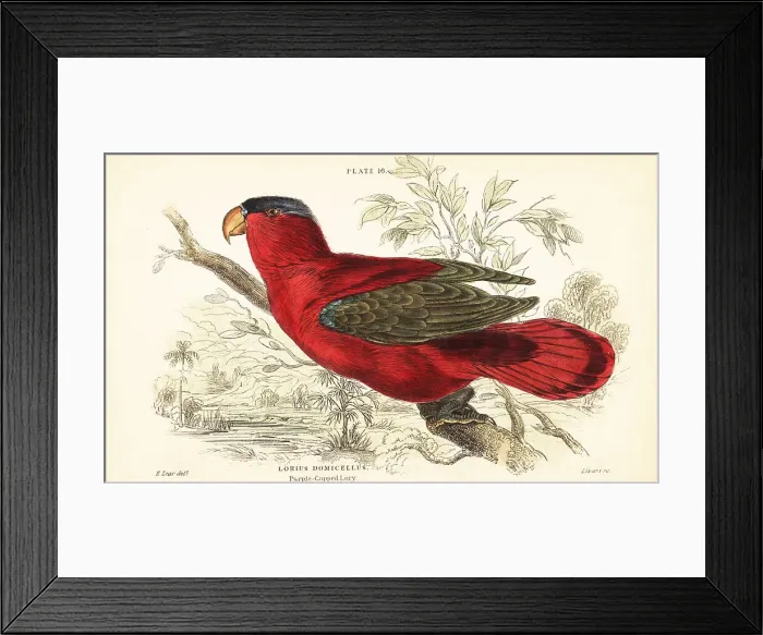 Framed Print : Endangered purple-naped lory, Lorius domicella Framed Print : Endangered purple-naped lory, Lorius domicella