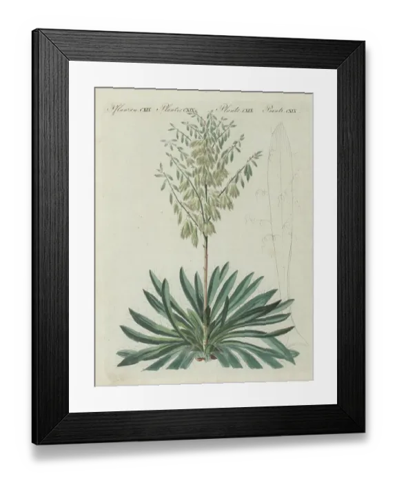 Framed Print : Adam's needle and thread, Yucca filamentosa Framed Print : Adam's needle and thread, Yucca filamentosa