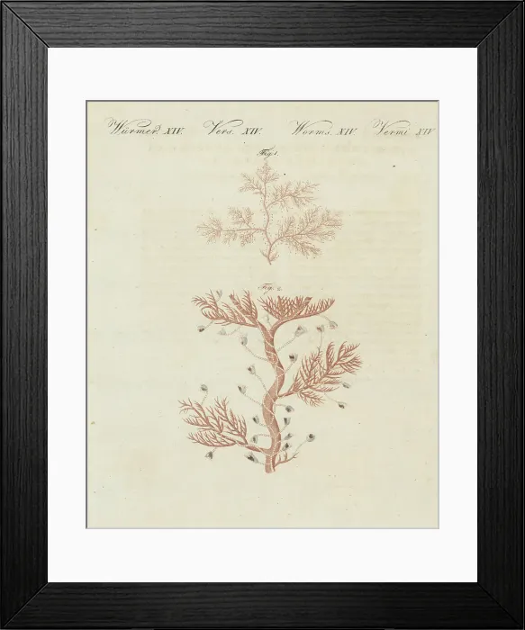 Framed Print : Hydrozoan species, Campanularia volubilis Framed Print : Hydrozoan species, Campanularia volubilis