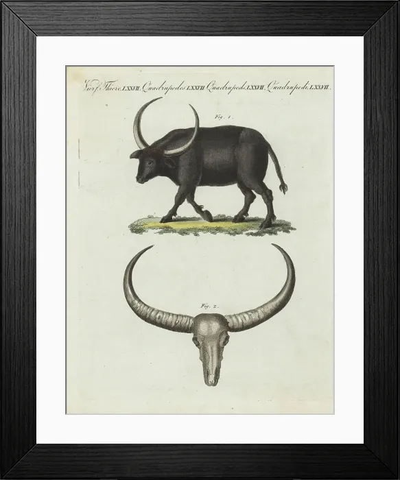 Framed Print : Wild water buffalo, Bubalus arnee. Endangered Framed Print : Wild water buffalo, Bubalus arnee. Endangered
