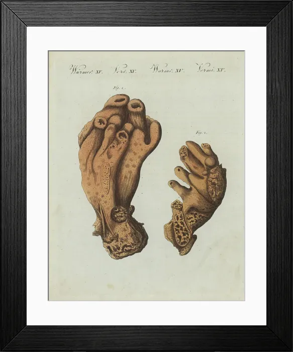 Framed Print : Breadcrumb sponge, Halichondria panicea Framed Print : Breadcrumb sponge, Halichondria panicea