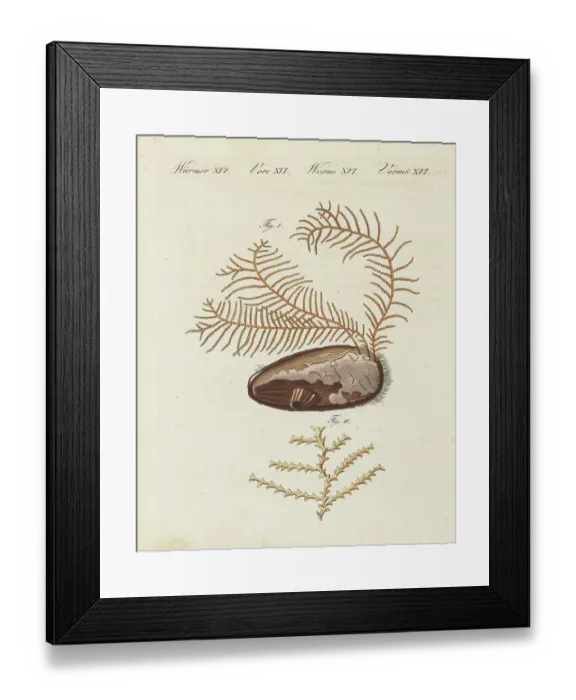 Framed Print : Sea fir, Abietinaria abietina Framed Print : Sea fir, Abietinaria abietina