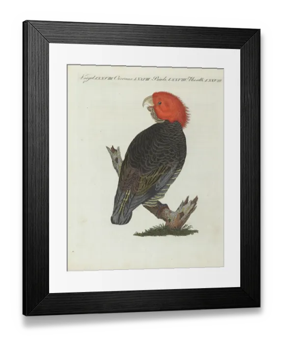 Framed Print : Gang-gang cockatoo, Callocephalon fimbriatum Framed Print : Gang-gang cockatoo, Callocephalon fimbriatum
