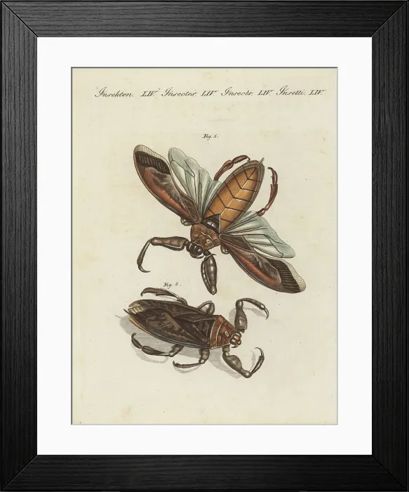 Framed Print : Great water-scorpion or aquatick bug of Surinam, Nepa grandis Framed Print : Great water-scorpion or aquatick bug of Surinam, Nepa grandis
