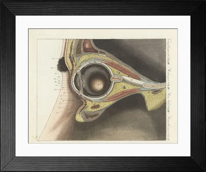 Framed Print : Anatomy of the human eye Framed Print : Anatomy of the human eye