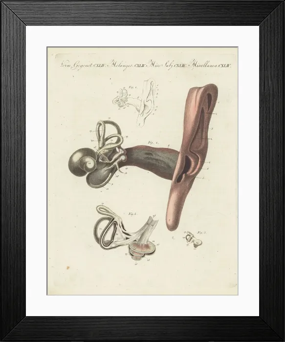 Framed Print : Anatomy of the human ear, the organ of hearing Framed Print : Anatomy of the human ear, the organ of hearing