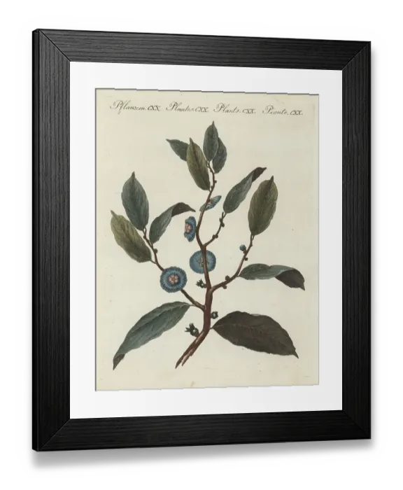 Framed Print : Imperial napoleona, Napoleonaea imperialis Framed Print : Imperial napoleona, Napoleonaea imperialis