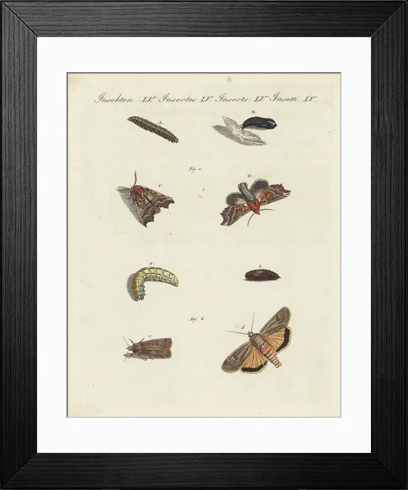 Framed Print : Herald moth and large yellow underwing Framed Print : Herald moth and large yellow underwing