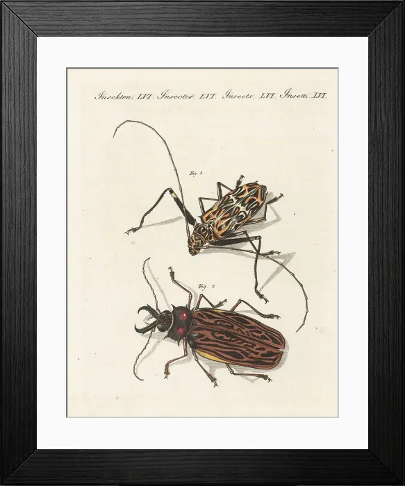 Framed Print : Harlequin beetle and vulnerable sabertooth longhorn beetle Framed Print : Harlequin beetle and vulnerable sabertooth longhorn beetle