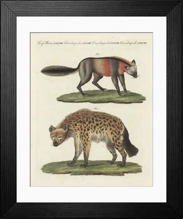Framed Print : European red fox and spotted hyena Framed Print : European red fox and spotted hyena