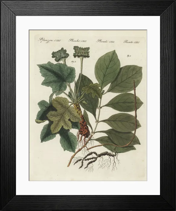 Framed Print : Ipecacuanha and contrajerva, medicinal plants Framed Print : Ipecacuanha and contrajerva, medicinal plants