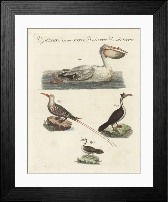 Framed Print : Pelican, cormorant, tropic bird and sungrebe Framed Print : Pelican, cormorant, tropic bird and sungrebe