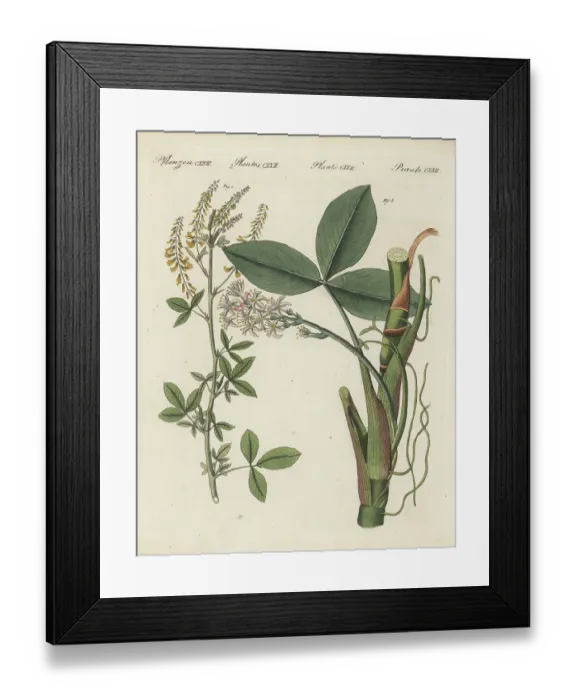 Framed Print : Sweet yellow clover and bogbean Framed Print : Sweet yellow clover and bogbean