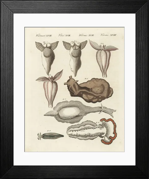 Framed Print : Sea angels, sea hares and sea slugs Framed Print : Sea angels, sea hares and sea slugs