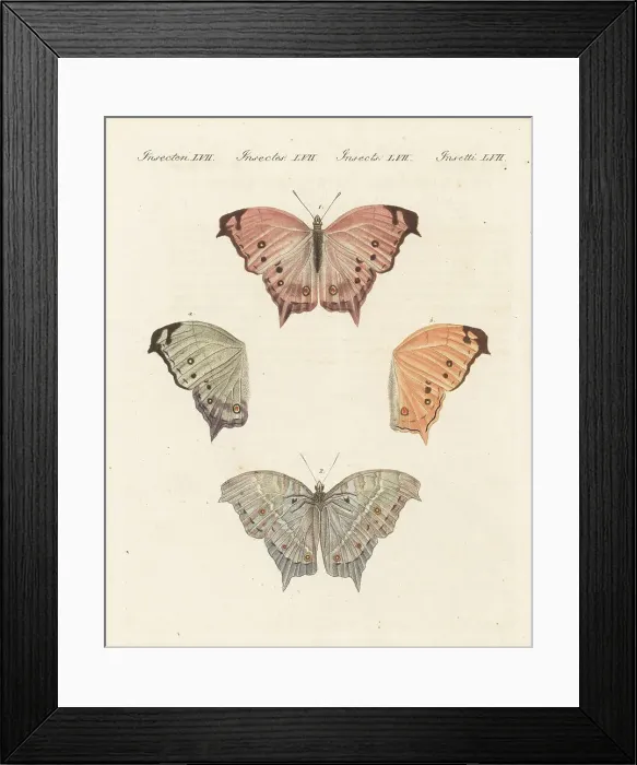 Framed Print : Clouded mother-of-pearl, Protogoniomorpha anacardii Framed Print : Clouded mother-of-pearl, Protogoniomorpha anacardii