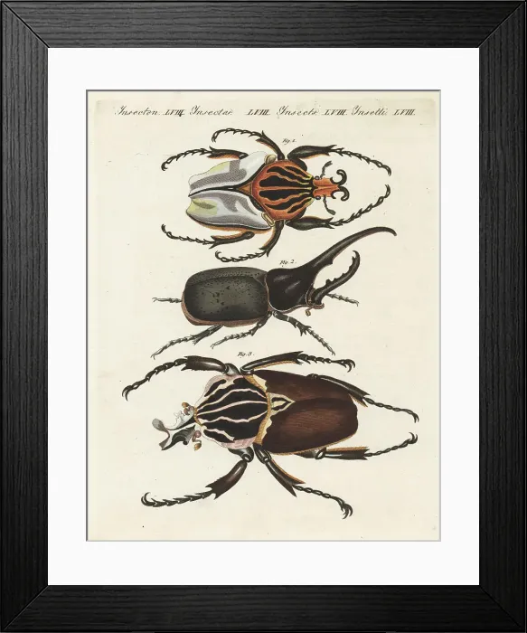 Framed Print : Chief goliath and Hercules beetles Framed Print : Chief goliath and Hercules beetles