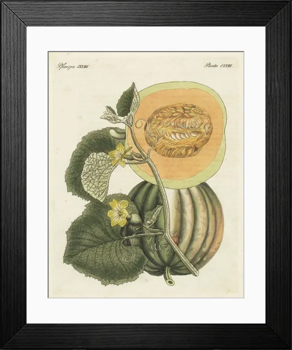 Framed Print : Melon, Cucumis melo Framed Print : Melon, Cucumis melo