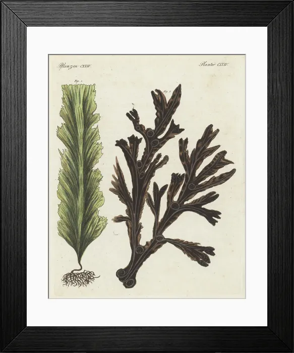 Framed Print : Sugar kelp and bladderwrack Framed Print : Sugar kelp and bladderwrack