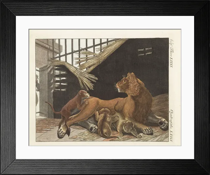 Framed Print : Lioness and her cubs, Panthera leo, in a cage Framed Print : Lioness and her cubs, Panthera leo, in a cage