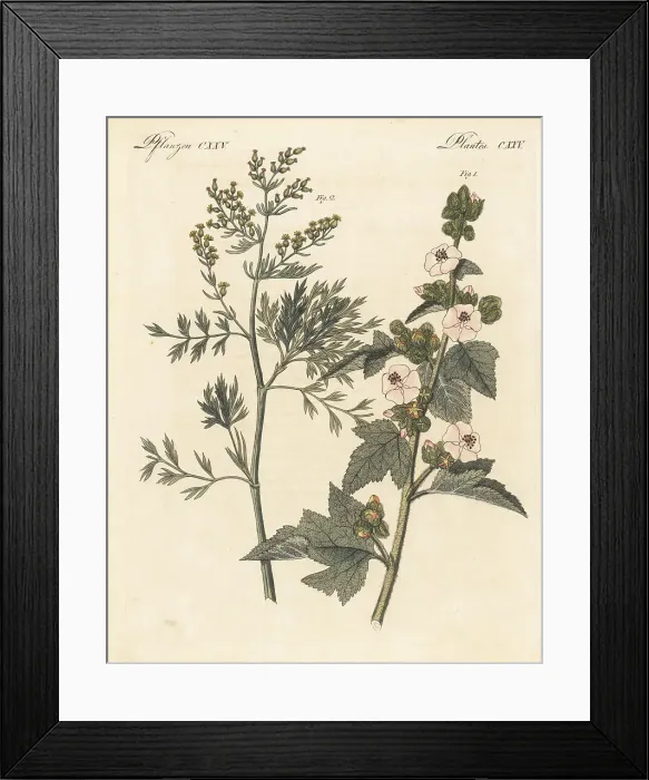 Framed Print : Marsh mallow and wormwood Framed Print : Marsh mallow and wormwood