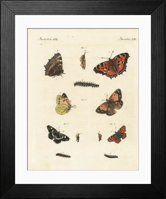 Framed Print : Tortoiseshell, pale clouded yellow, white admiral and map butter Framed Print : Tortoiseshell, pale clouded yellow, white admiral and map butter