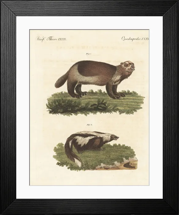 Framed Print : American wolverine and striped skunk Framed Print : American wolverine and striped skunk