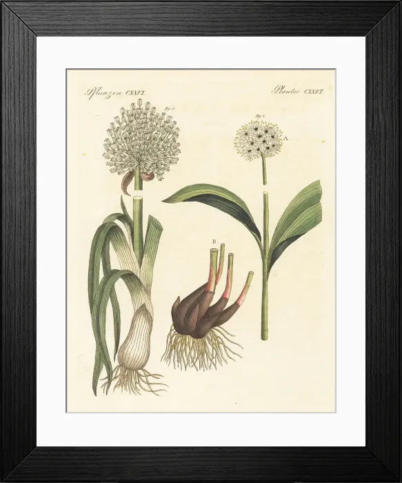 Framed Print : Leek and victory onion