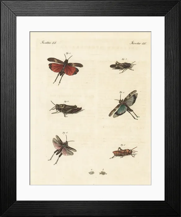 Framed Print : Rattle grasshopper, Psophus stridulus 1-3 Framed Print : Rattle grasshopper, Psophus stridulus 1-3