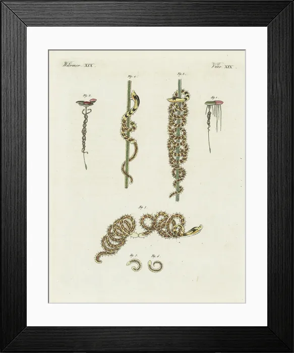 Framed Print : Annelid species, Ophidonais serpentina Framed Print : Annelid species, Ophidonais serpentina