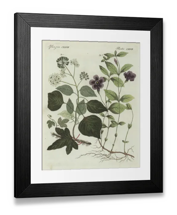 Framed Print : Common ivy and lesser periwinkle Framed Print : Common ivy and lesser periwinkle