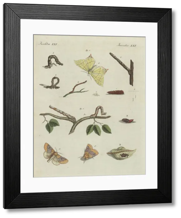 Framed Print : Swallow-tailed moth and scalloped oak moth Framed Print : Swallow-tailed moth and scalloped oak moth