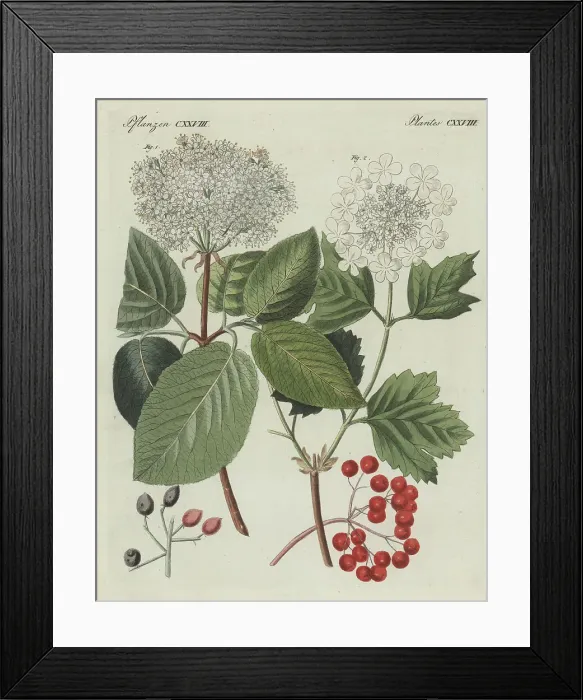 Framed Print : Wayfarer tree and guelder rose Framed Print : Wayfarer tree and guelder rose