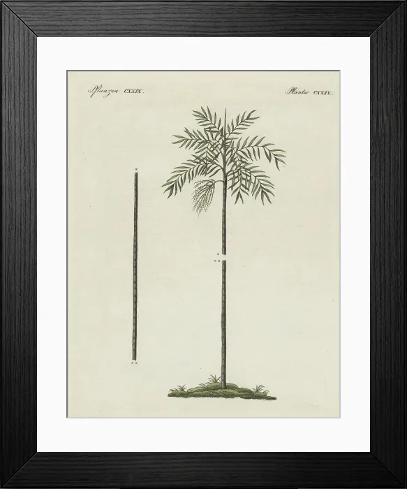 Framed Print : Wendlandiella gracilis palm tree of South America