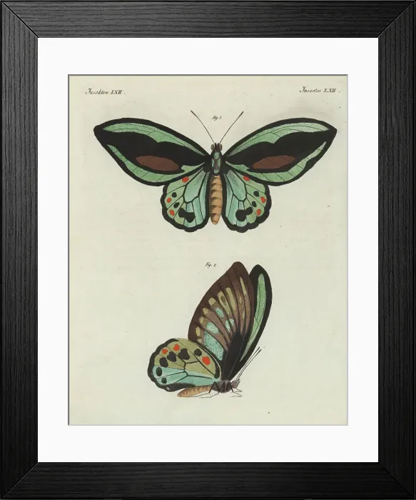Framed Print : Priam's birdwing butterfly, Ornithoptera priamus Framed Print : Priam's birdwing butterfly, Ornithoptera priamus