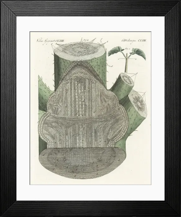 Framed Print : Interior structure of the broad bean, Vicia faba Framed Print : Interior structure of the broad bean, Vicia faba