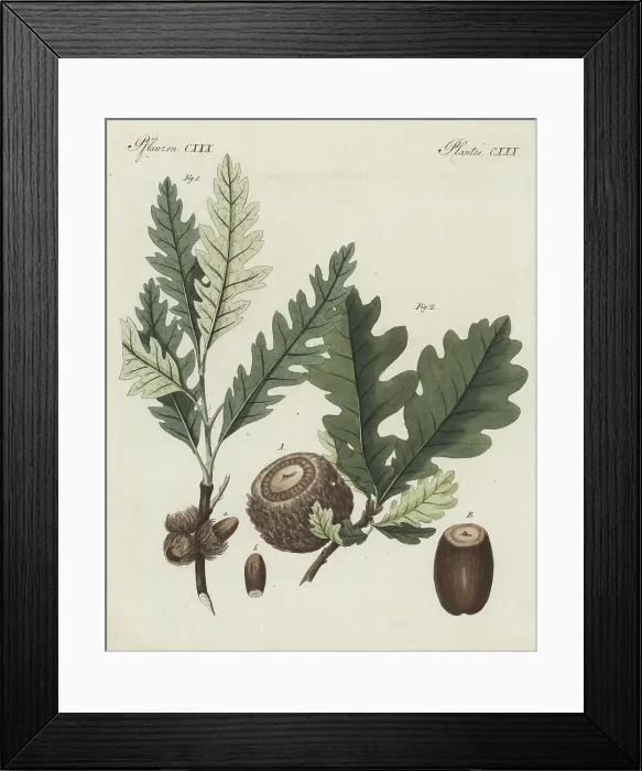 Framed Print : Sessile oak and Valonia oak Framed Print : Sessile oak and Valonia oak