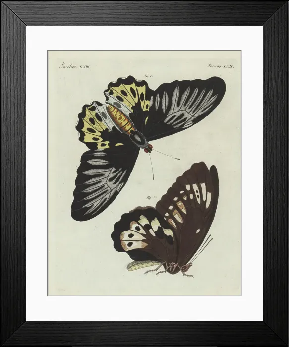 Framed Print : Rippon's birdwing, Troides hypolitus Framed Print : Rippon's birdwing, Troides hypolitus