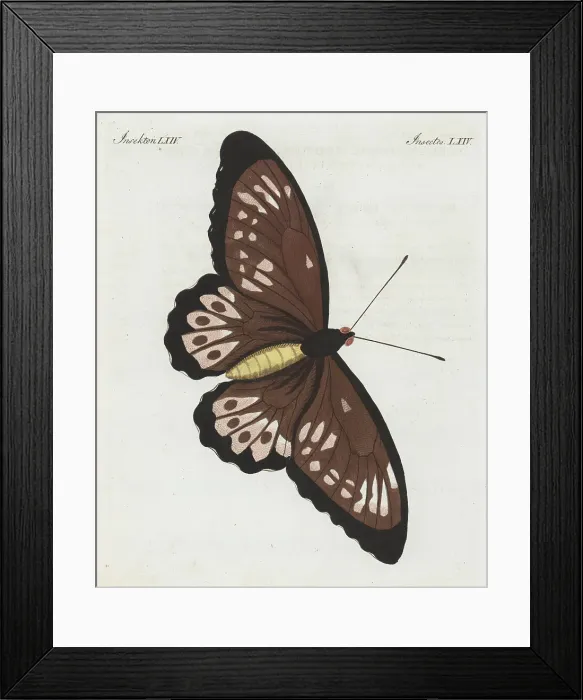 Framed Print : Priam's birdwing butterfly, Ornithoptera priamus, female Framed Print : Priam's birdwing butterfly, Ornithoptera priamus, female