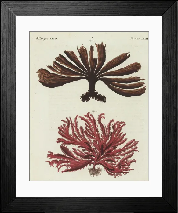 Framed Print : Furbellow and eyelash weed Framed Print : Furbellow and eyelash weed