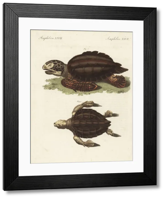 Framed Print : Endangered green sea turtle and loggerhead sea turtle Framed Print : Endangered green sea turtle and loggerhead sea turtle