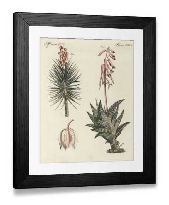 Framed Print : Aloe yucca and tiger aloe Framed Print : Aloe yucca and tiger aloe